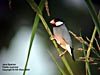 Java Sparrow at Gunung Lang