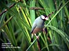 Java Sparrow at Gunung Lang
