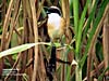 Long-tailed Shrike, Kanthan Baru,Ipoh Perak