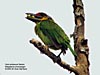 Gold-whiskered Barbet, Kg Gajah, Perak