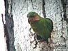 Long-tailed Parakeet, Kg Gajah, Perak