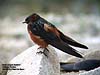 Red-rumped Swallow, Gunung Lang