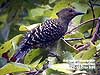 Buff-rumped Woodpecker at Kuala Gandah