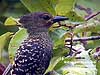 Buff-rumped Woodpecker at Kuala Gandah