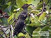 Buff-rumped Woodpecker at Kuala Gandah