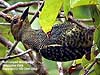 Buff-rumped Woodpecker at Kuala Gandah