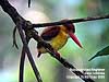 Rufous-backed Kingfisher at Kuala Gandah