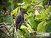 Buff-rumped Woodpecker at Kuala Gandah