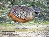 Barred Buttonquail at Gunung Lang, Ipoh