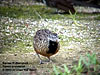 Barred Buttonquail at Gunung Lang, Ipoh