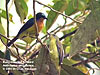 Ruby-cheeked Sunbird, Trong