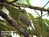 Ruby-cheeked Sunbird, Trong