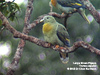 Large Green Pigeon, Perak ITC, Temenggor FR