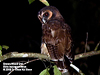 Brown Woodowl, Perak ITC, Temenggor FR (TRV950 video)
