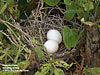 Nest of Peaceful Dove, GunungLang, Ipoh