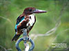 White-throated Kingfisher, Gunung Lang Ipoh