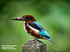 White-throated Kingfisher, Gunung Lang Ipoh