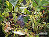 Nest of Peaceful Dove, GunungLang, Ipoh