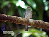 Malaysian Honeyguide, PITC concession, Temengor FR.