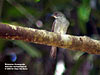 Malaysian Honeyguide, PITC concession, Temengor FR.