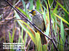 Striped-throated Bulbul, Pos Slim