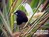 white-bellied munia, Perlis State Park