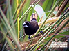 white-bellied munia, Perlis State Park