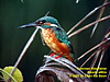 Common Kingfisher, Kuala Gula