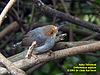 Ashy Tailorbird, Kuala Gula