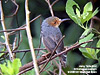 Ashy Tailorbird, Kuala Gula