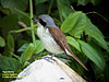 Tiger Shrike, Gunung Lang Ipoh