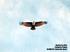 Brahminy Kite, Kuala Gula
