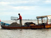 Harvesting for cockles at Kuala Gula