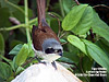 Tiger Shrike, Gunung Lang, Ipoh
