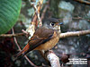 Feruginous Flycatcher, Perlis State Park