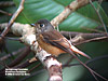 Feruginous Flycatcher, Perlis State Park