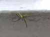 Small spider