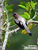 Bornean Treepie (Endemic)