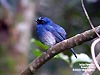 Indigo Flycatcher