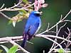 Indigo Flycatcher