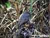 Sunda Whistling Thrush