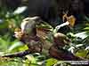 Flavescent Bulbul