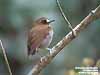 Eyebrowed Jungle Flycatcher