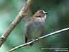 Eyebrowed Jungle Flycatcher