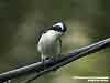 Little Pied Flycatcher