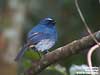 Indigo Flycatcher