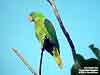 Blue-naped Parrot