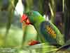 Blue-naped Parrot