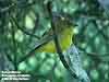 Bornean Mountain Whistler (Endemic)