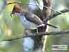Chestnut-crested Yuhina (Endemic)